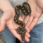 Python regius 'Normal Ball Python' Female #4